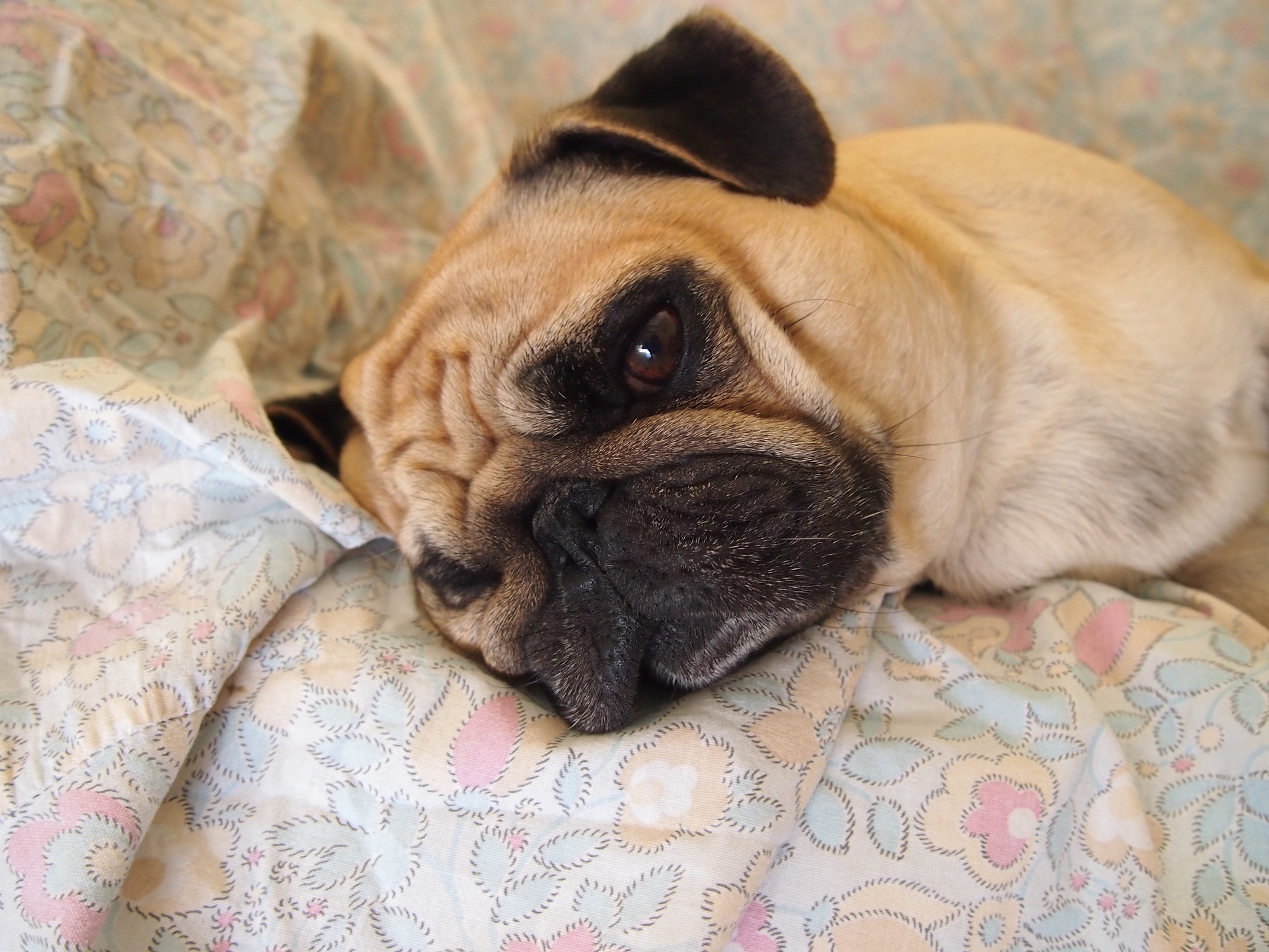 Hund Hund